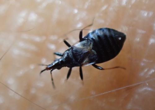 Réf. 346 526 : Temnostethus gracilis